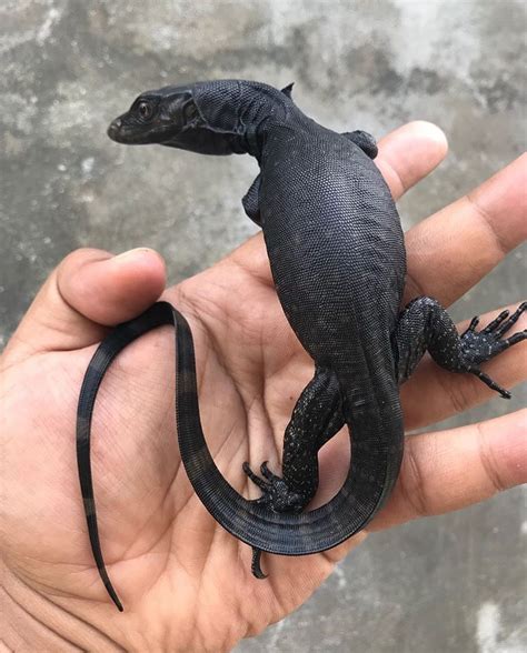 meet  black dragon lampung lizard  incredible water monitors