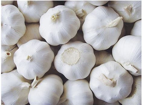 crop cheap pure white garlic  wholesale shandong agricultural