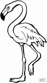 Flamingo Coloring Pages Pink Printable Color Kids Compatible Ipad Tablets Android Version Click Online sketch template