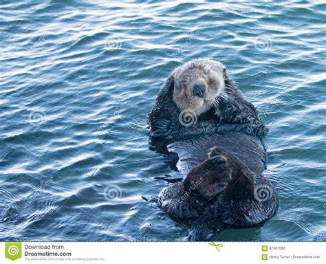 Shy California Sea Otter In Morro Bay On The Central