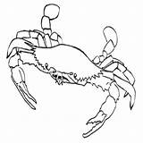 Pages Blue Colouring Crab Coloring Crabs Adult Beach Printablecolouringpages Makeup sketch template
