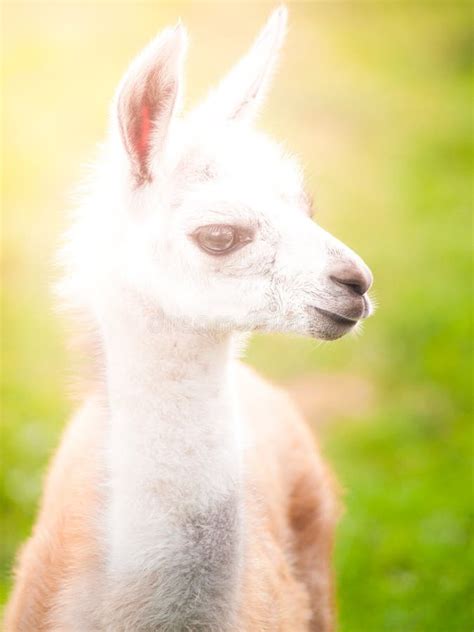 baby llama stock   royalty  stock