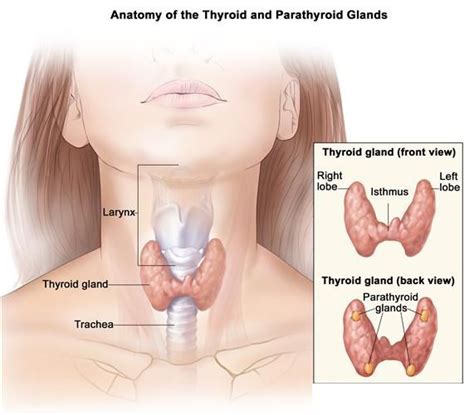 throat cancer  symptoms diagnosis  treatment newsday kenya