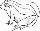 Grenouille Porcupine Jumping Coloriages Bestcoloringpagesforkids sketch template