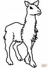 Coloring Llama Pages Llamas Online Bully Goat Printable Drawing Supercoloring Comments Silhouettes Template sketch template