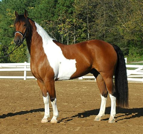echos  rembrandt  friesian   mustang   paint horses beautiful horses