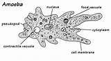 Amoeba Unicellular Organism Ameba Paramecium Classification Protista Genus Struktur Protozoa Bergerak Biologi Kamus Celled Dikenali Chlamydomonas Sebagai Euglena Flagela Digunakan sketch template