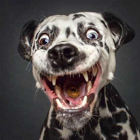 delightful   dogs pulling hilarious faces  catching treats