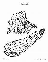 Zucchini Coloring sketch template