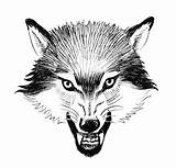 Angry Wolf Wolfs Illustration Wild Preview sketch template