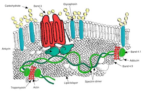 filerbc membrane major proteinspng wikipedia   encyclopedia