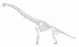 Brachiosaurus Skeleton Deviantart sketch template