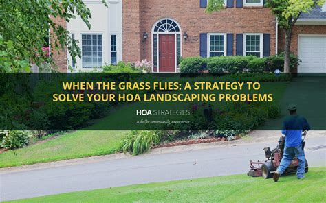 grass flies  strategy  solve  hoa landscaping problems