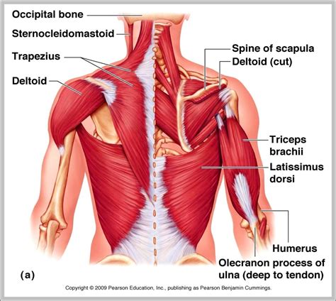 upper body muscle anatomy graph diagram