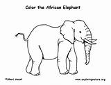 Elephant Coloring African Pages Savanna Drawing Elephants Animals Africa Color Printable Pdf Print Savannah Drawings Forest Paintingvalley Getcolorings Exploringnature South sketch template