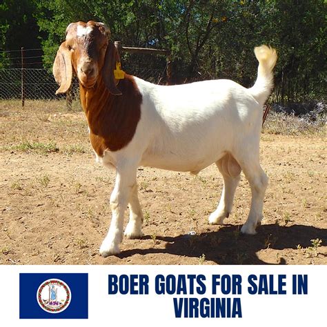 boer goats  sale  virginia current directory  boer goat breeders  virginia boer goat