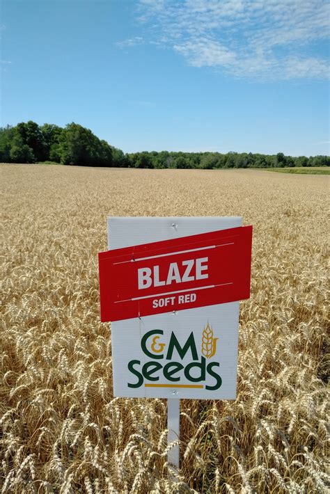 yield data archive cm seeds