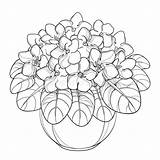 Violet Houseplants 30seconds Saintpaulia sketch template