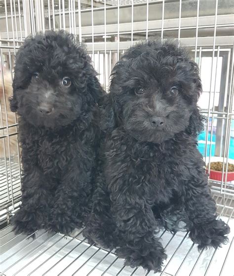 quality local puppies  sale  sale adoption  singapore  adpostcom classifieds
