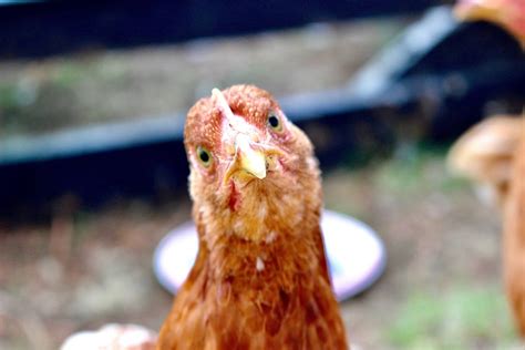avian flu restrictions  week