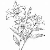 Lily Stargazer Drawing Lilies Outline Tattoo Coloring Flower Getdrawings Flowers Draw Illustration Pencil Pages Hand Printable sketch template