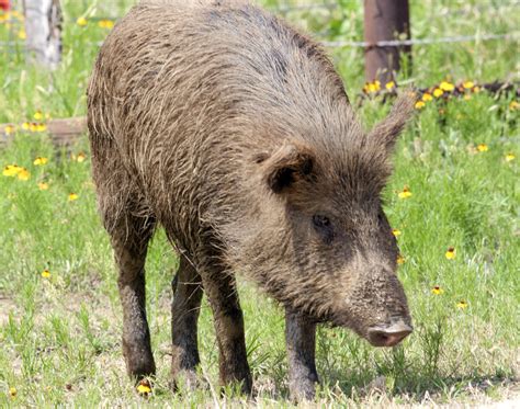 feral hogs increase  urban  suburban sprawl texas  today