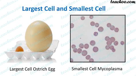 size  cells smallest  largest cell teachoo concepts