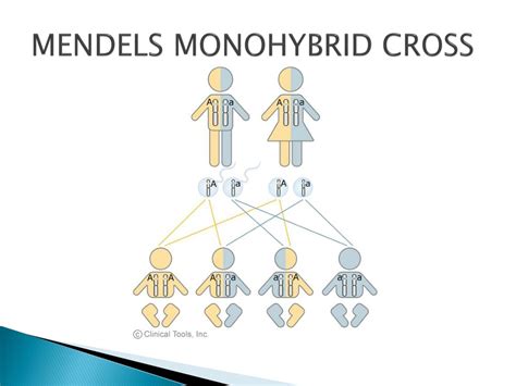 Ppt Mendels Laws Of Heredity Powerpoint Presentation Free Download