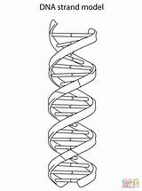 Dna Coloring Strand Model Drawing Pages Biology Rna Printable Helix Double Color Tattoo Adn Structural Differences Supercoloring Between Diagram Crafts sketch template