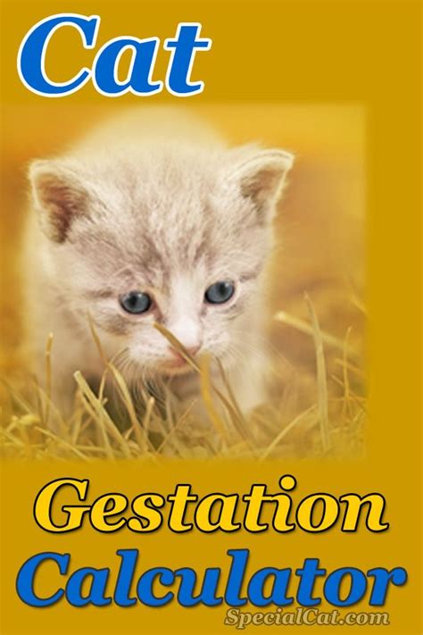 cat gestation calculator cat gestation gestation calculator cats