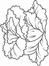 Coloring Lettuce Pages Vegetables Recommended sketch template