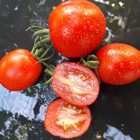 de berao rot karierte tomate