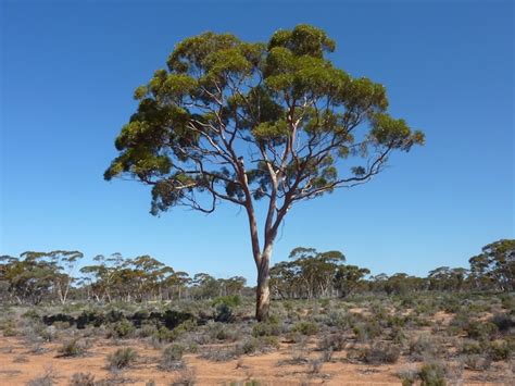 rooting  riches  gold   thar eucalyptus trees nbc news