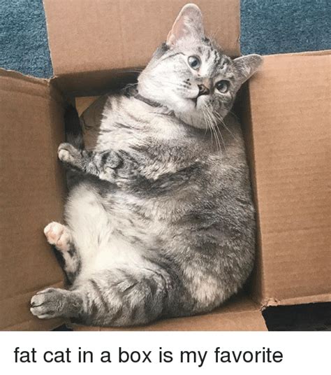 Fat Cat In A Box Is My Favorite Dank Meme On Me Me