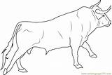 Mewarnai Hewan Darat Cattle Banteng Jantan Sketsa Ongole Putih Hitam Lengkap Gajah sketch template