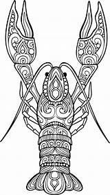 Crawfish Illstration Tiré Griffonnage Drawing рукой Contour Signe Ethnique Horoscope вектора Px Crayfish Stylized рака sketch template