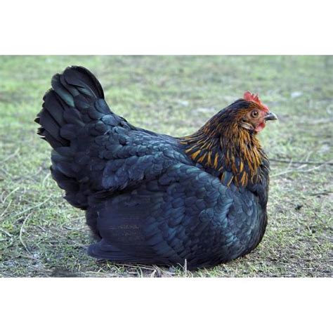 cackle hatchery black sex link chicken pullet female 108f blain