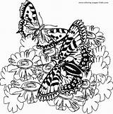 Coloring Pages Butterflies Butterfly Flowers Sheet Color Two Global Print Adult Butterfy sketch template
