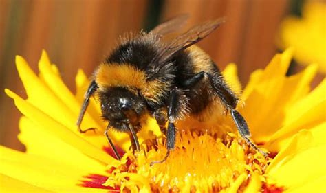 Scientists Discover Male Bumblebees Learning Behaviour Nature