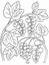 Ausmalbild Pflanzen Kostenlos Coloring Malvorlage Weintrauben Drucken Malvorlagen Currant Generals Doske Variats sketch template