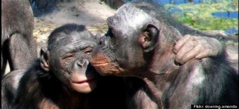 bonobo love valentine s advice from christopher ryan