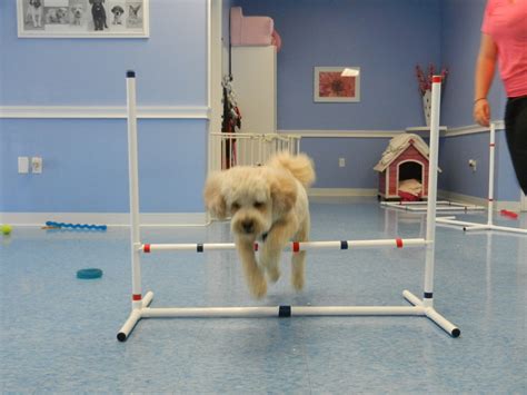 golden dog grooming spa  daycare wappingers falls ny