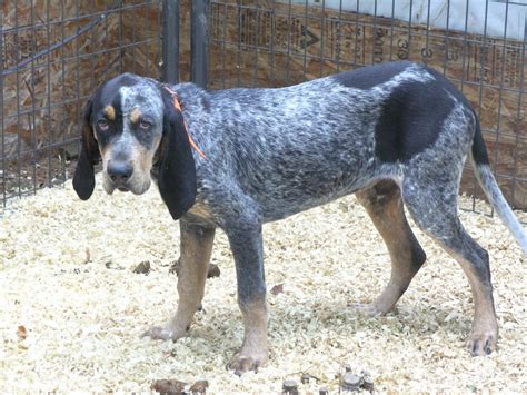 bluetick coonhound pictures wallpapers