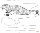 Ausmalbild Seehund Harbor Robben sketch template