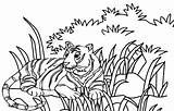 Coloring Tiger Realistic Pages Kids Beautiful sketch template