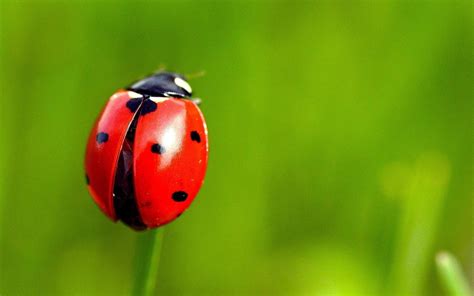 ladybug  teach   life living  smile