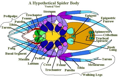 spider anatomy       parts   spider earth life