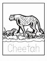 Coloring Pages Cheetah Animal Zoo Color Printable Print Animals Cheetahs Baby Babies Kids Sheet Writing Sheets Letter Popular Printables Book sketch template