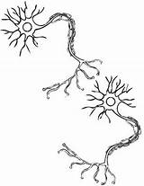 Neuron Coloring Anatomy Template Nervous sketch template