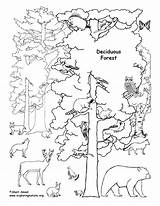 Forest Coloring Deciduous Animals Pages Rainforest Drawing Trees Habitat Ecosystem Clipart Tropical Draw Labeled Animal Biome Printable Desert Habitats Pdf sketch template